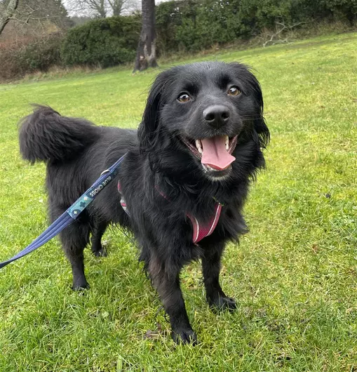 Koko, a 3 years old female Crossbreed available for adoption from Blue Cross in Harpenden, Hertfordshire