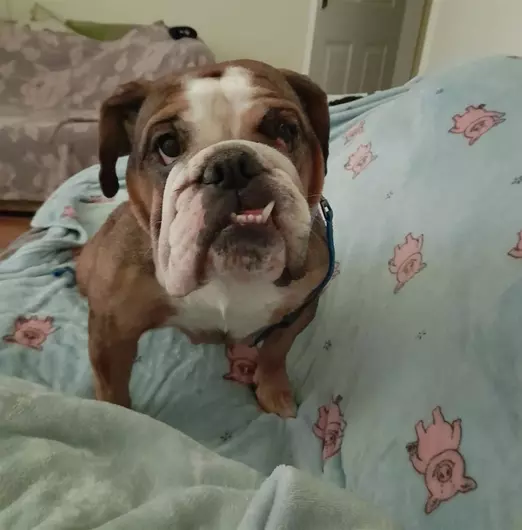 Layla, a 7 years old female Bulldog available for adoption from Blue Cross in Bromsgrove, West Midlands
