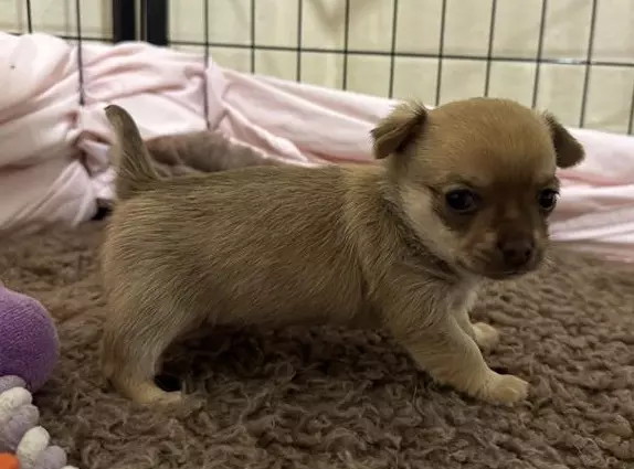 Miguel, a 1 month old male Chihuahua available for adoption from Blue Cross in Burford, Oxfordshire