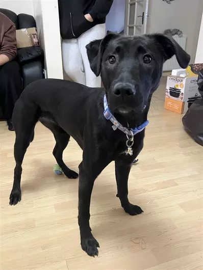 Valerie, a 11 months old female Labrador available for adoption from Blue Cross in Bromsgrove, West Midlands