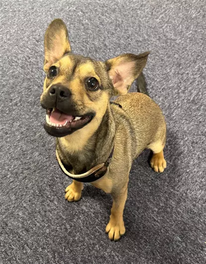 Georgie, a 7 months old female French Bulldog available for adoption from Blue Cross in Devon: Exeter rehoming, advice and behaviour unit