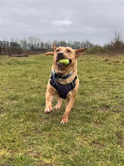 Marzipan, a 5 years old female Labrador available for adoption from Blue Cross in Burford, Oxfordshire