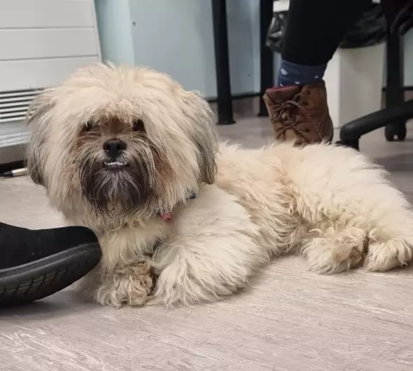 Benji, a 2 years old male Shih Tzu available for adoption from Blue Cross in Thirsk, North Yorkshire