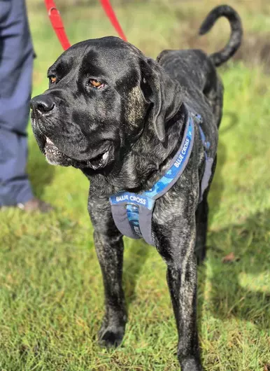 Farley, a 2 years old male Cane Corso available for adoption from Blue Cross in Southampton, Hampshire