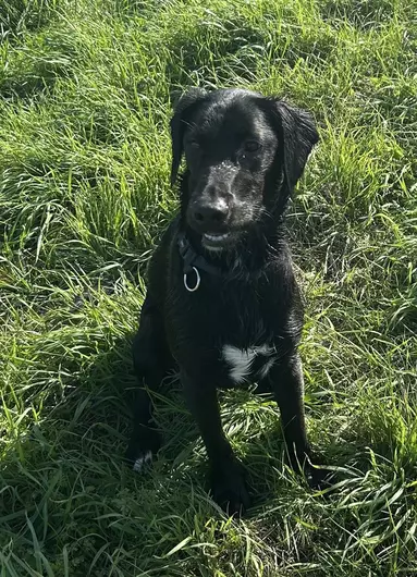 Max, a 2 years old male Labrador available for adoption from Blue Cross in Thirsk, North Yorkshire