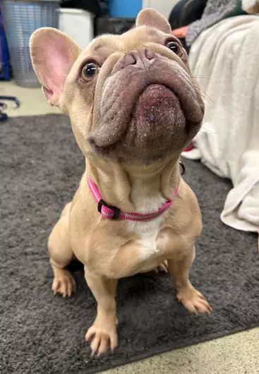 Ivy, a 5 years old female French Bulldog available for adoption from Blue Cross in Bromsgrove, West Midlands