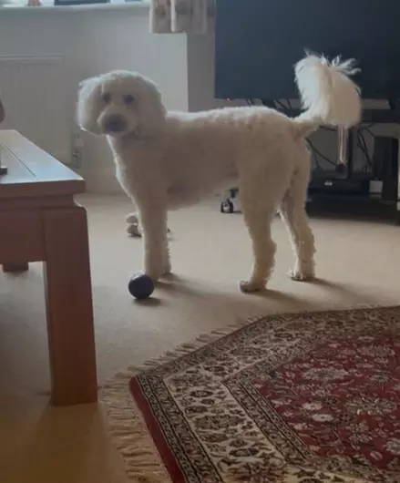 Misty, a 4 years old female Miniature Poodle available for adoption from Blue Cross in North Yorkshire