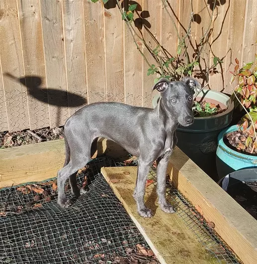 Poppy, a 3 months old female Whippet available for adoption from Blue Cross in Thirsk, North Yorkshire