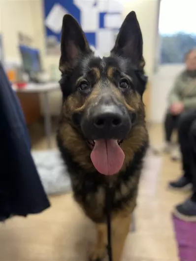Max, a 2 years old male German Shepherd available for adoption from Blue Cross in Bromsgrove, West Midlands