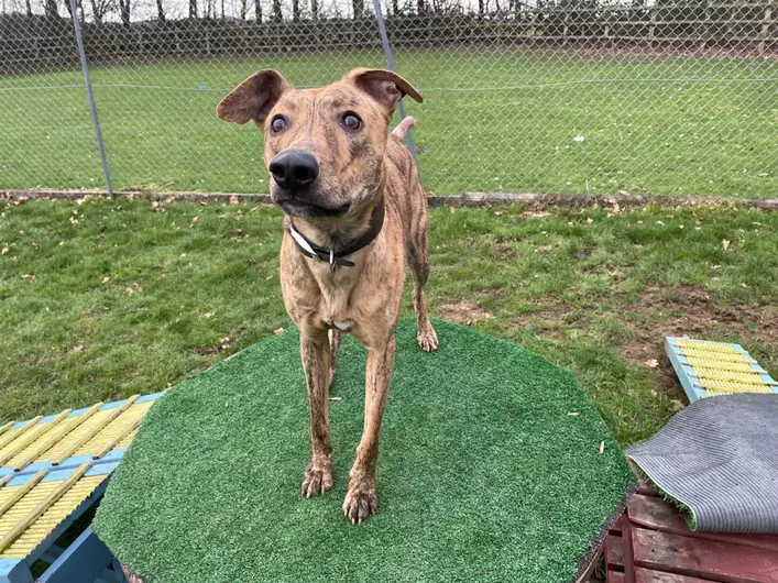 Simba, a 10 months old male Lurcher available for adoption from Blue Cross in Bromsgrove, West Midlands