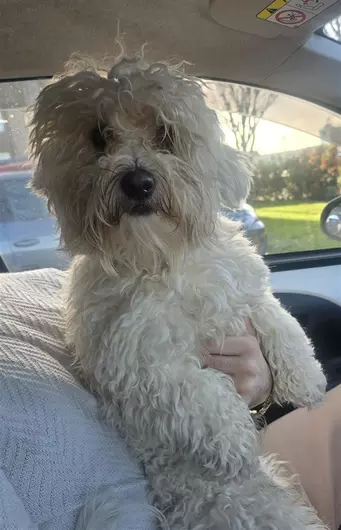 Bear, a 2 years old male Bichon Frise available for adoption from Blue Cross in Thirsk, North Yorkshire