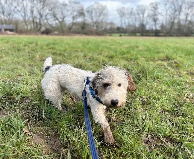 Peggie, a 5 months old female Fox Terrier available for adoption from Blue Cross in Southampton, Hampshire