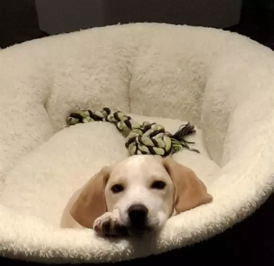 Ben, a 3 months old male Beagle available for adoption from Blue Cross in Thirsk, North Yorkshire