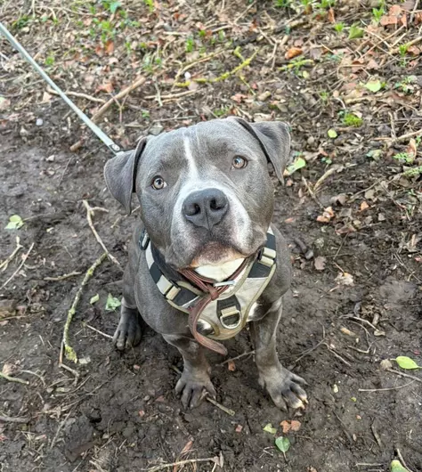 Seal, a 4 years old male Crossbreed available for adoption from Blue Cross in Harpenden, Hertfordshire