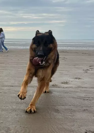 Chase, a 4 years old male German Shepherd available for adoption from Blue Cross in Bromsgrove, West Midlands