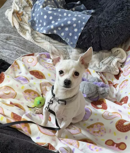 Bluebelle, a 3 years old female Chihuahua available for adoption from Blue Cross in Harpenden, Hertfordshire
