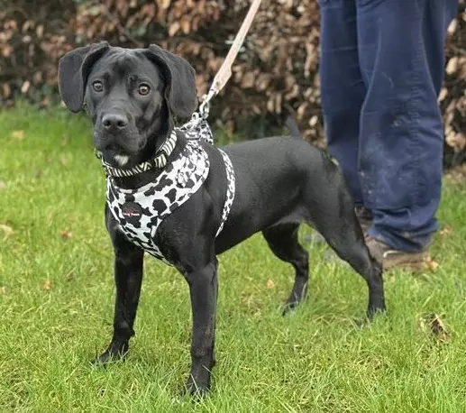 Layla, a 6 months old female Crossbreed available for adoption from Blue Cross in Burford, Oxfordshire