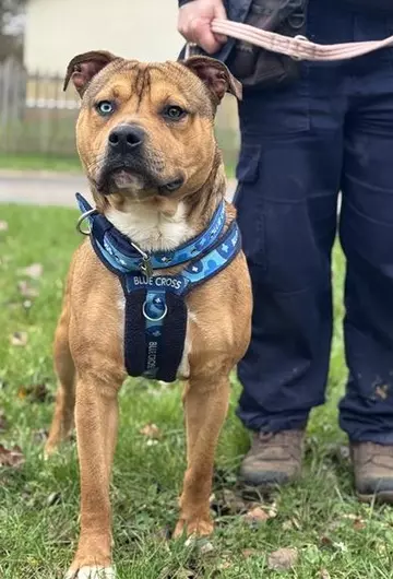 Branston, a 1 year old male Staffordshire Bull Terrier available for adoption from Blue Cross in Burford, Oxfordshire