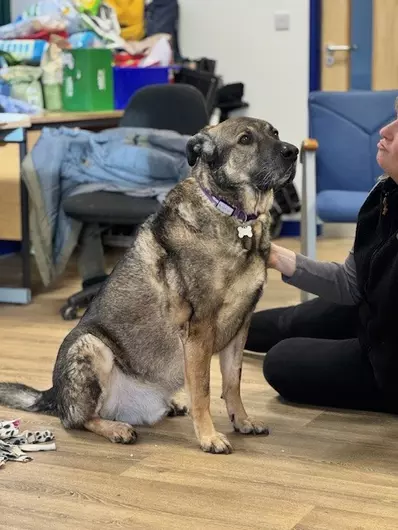 Rocky, a 8 years old male Crossbreed available for adoption from Blue Cross in Newport, Wales