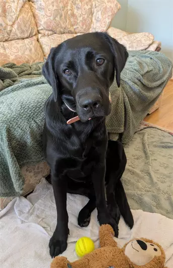 Daisy, a 10 months old female Labrador available for adoption from Blue Cross in Exeter, Devon