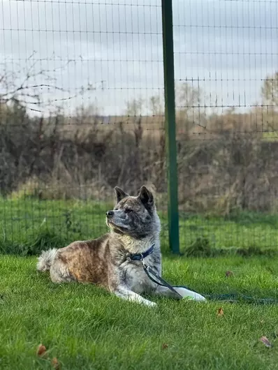 Yuki, a 5 years old male Akita available for adoption from Blue Cross in Harpenden, Hertfordshire