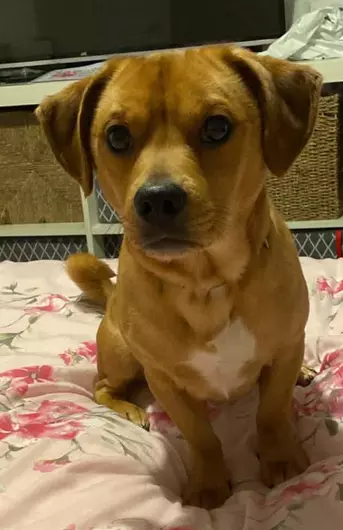 Rocco, a 4 years old male Dachshund available for adoption from Blue Cross in Thirsk, North Yorkshire