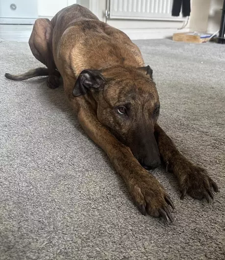 Rex, a 7 years old male Lurcher available for adoption from Blue Cross in Bromsgrove, West Midlands