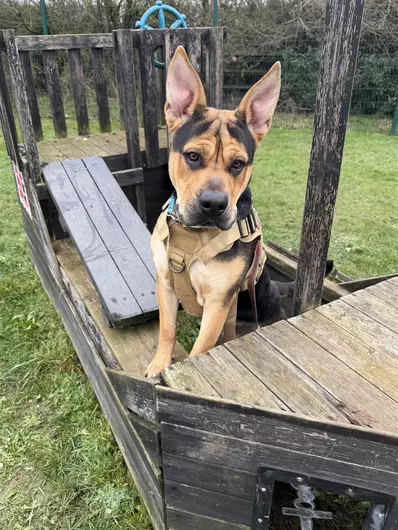 Atlas, a 9 months old male Crossbreed available for adoption from Blue Cross in Harpenden, Hertfordshire