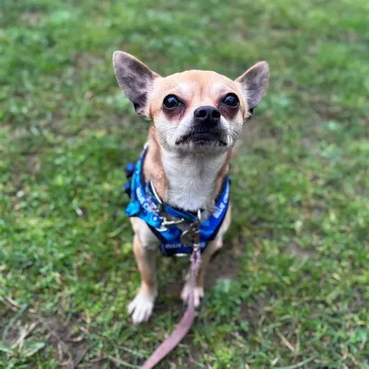 Cookie, a 2 years old female Chihuahua available for adoption from Blue Cross in Ipswich, Suffolk