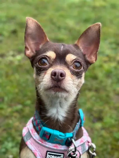 Maple, a 3 years old female Chihuahua available for adoption from Blue Cross in Ipswich, Suffolk