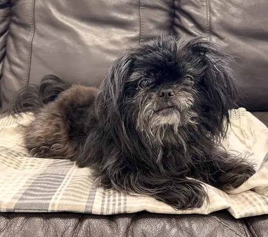 Annie, a 12 years old female Shih Tzu available for adoption from Blue Cross in Oxfordshire