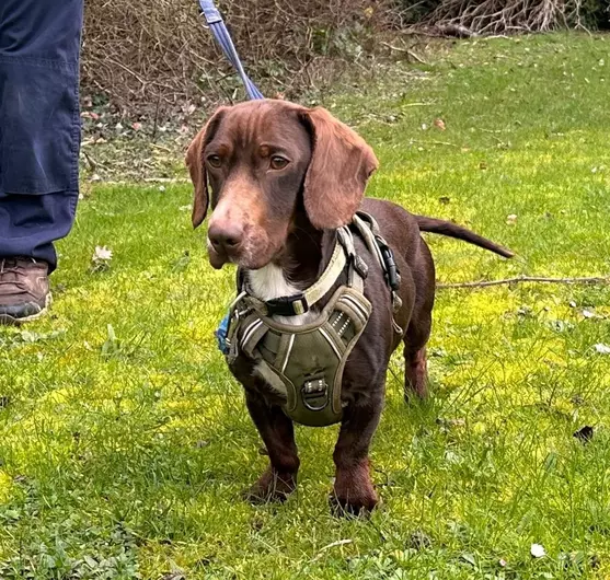 Frank, a 2 years old male Crossbreed available for adoption from Blue Cross in Harpenden, Hertfordshire