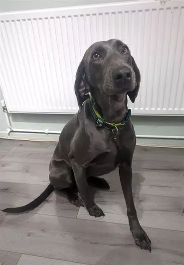 Nala, a 6 years old female Weimaraner available for adoption from Blue Cross in Thirsk, North Yorkshire