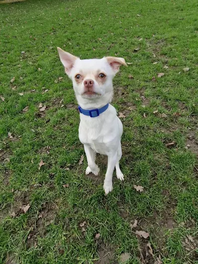 Boris, a 2 years old male Chihuahua available for adoption from Blue Cross in North Yorkshire