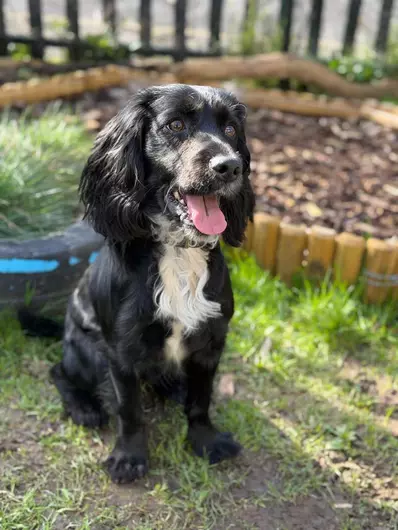 Aspen, a 2 years old male English Springer Spaniel available for adoption from Blue Cross in Thirsk, North Yorkshire