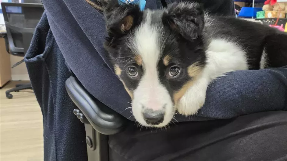 Max, a 2 months old male Border Collie available for adoption from Blue Cross in Manchester, Greater Manchester