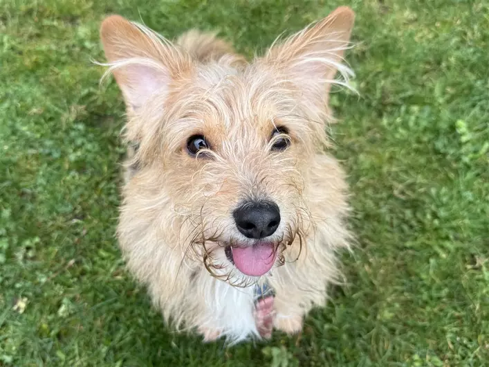 Milo, a 3 years old male Cardigan Welsh Corgi available for adoption from Blue Cross in Ipswich, Suffolk