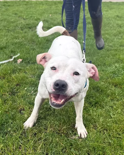 Ezra, a 5 years old female Staffordshire Bull Terrier available for adoption from Blue Cross in Southampton, Hampshire