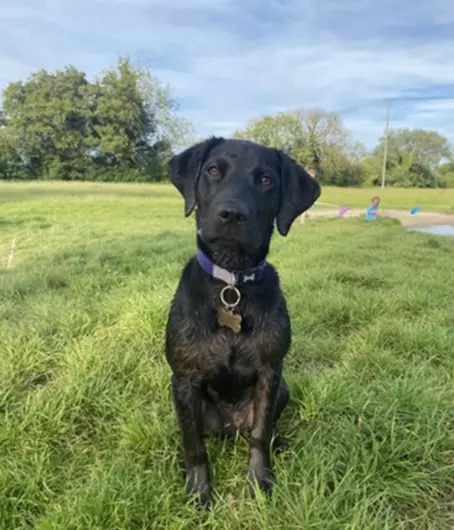 Mila, a 1 year old female Labrador available for adoption from Blue Cross in Burford, Oxfordshire