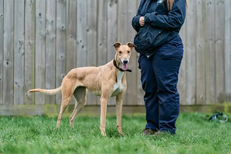Pixie, a 5 years old female Greyhound available for adoption from Blue Cross in Burford, Oxfordshire