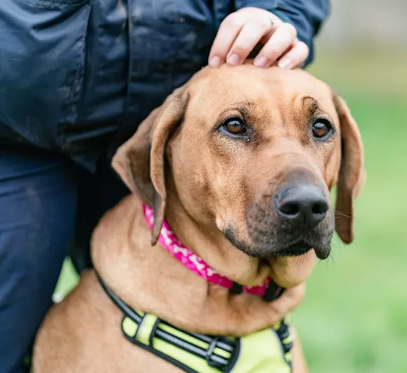 Rhonda, a 5 years old female Rhodesian Ridgeback available for adoption from Blue Cross in Burford, Oxfordshire