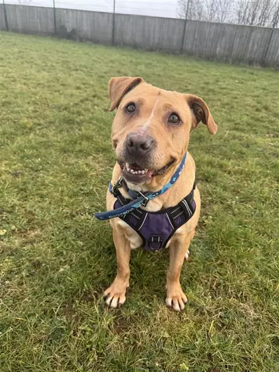 Marzipan, a 5 years old female Staffordshire Bull Terrier available for adoption from Blue Cross in Oxfordshire
