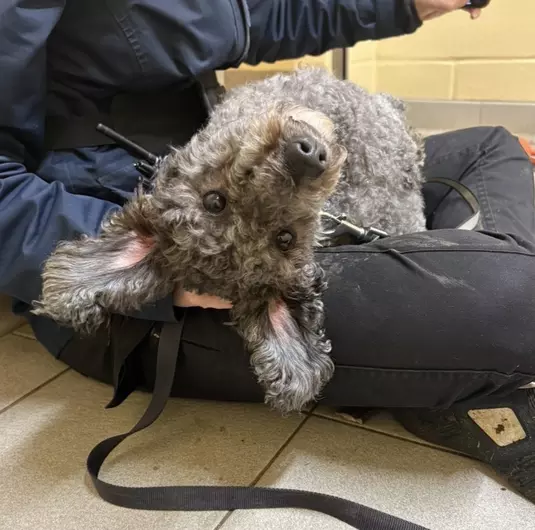 Narla, a 5 years old female Cockapoo available for adoption from Blue Cross in Thirsk, North Yorkshire
