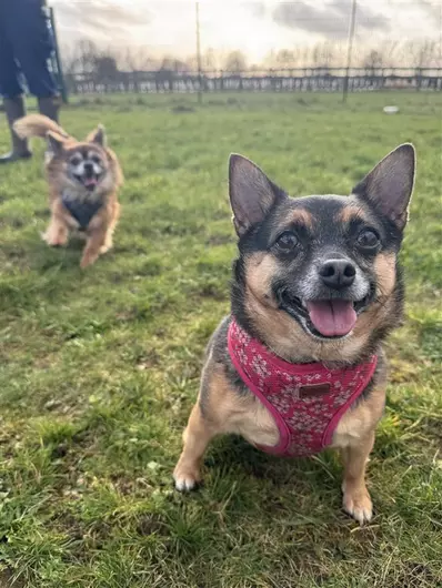 Mollie And Dexter, a 5 years old female Chihuahua available for adoption from Blue Cross in Burford, Oxfordshire