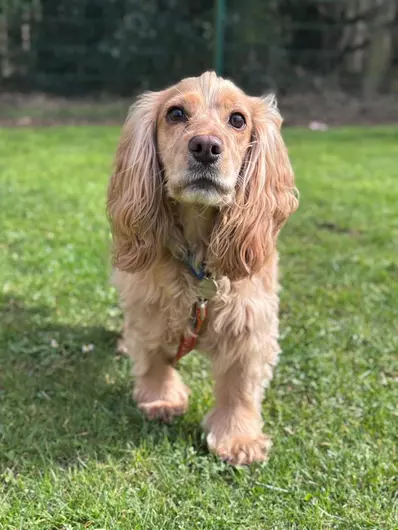 Sandy, a 7 years old female Cocker Spaniel available for adoption from Blue Cross in Ipswich, Suffolk