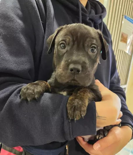 Vicar, a 2 months old male Rottweiler available for adoption from Blue Cross in Oxfordshire