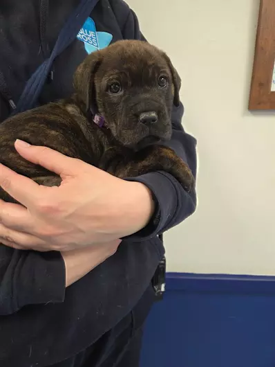 Daisy, a 2 months old female American Bulldog available for adoption from Blue Cross in Burford, Oxfordshire