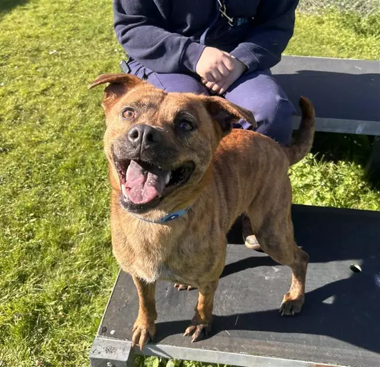 Vitani, a 2 years old female Chow Chow available for adoption from Blue Cross in Oxfordshire