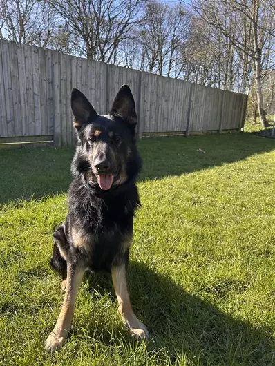 Mike, a 3 years old male German Shepherd available for adoption from Blue Cross in Burford, Oxfordshire