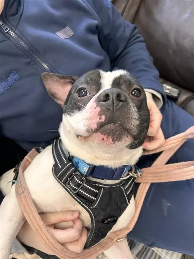Gizmo, a 2 years old male Staffordshire Bull Terrier available for adoption from Blue Cross in Burford, Oxfordshire